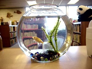 Dewey in his fishbowl